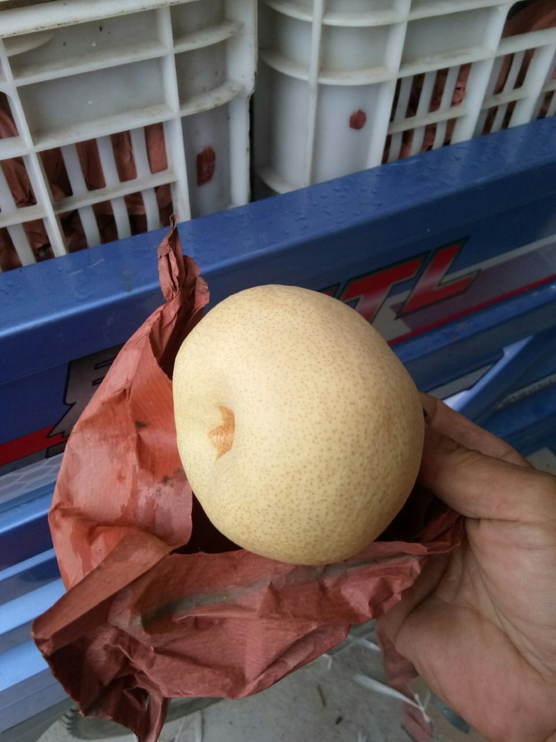 【推荐】山西酥梨75以上的膜袋1.05脆甜可口货源充足