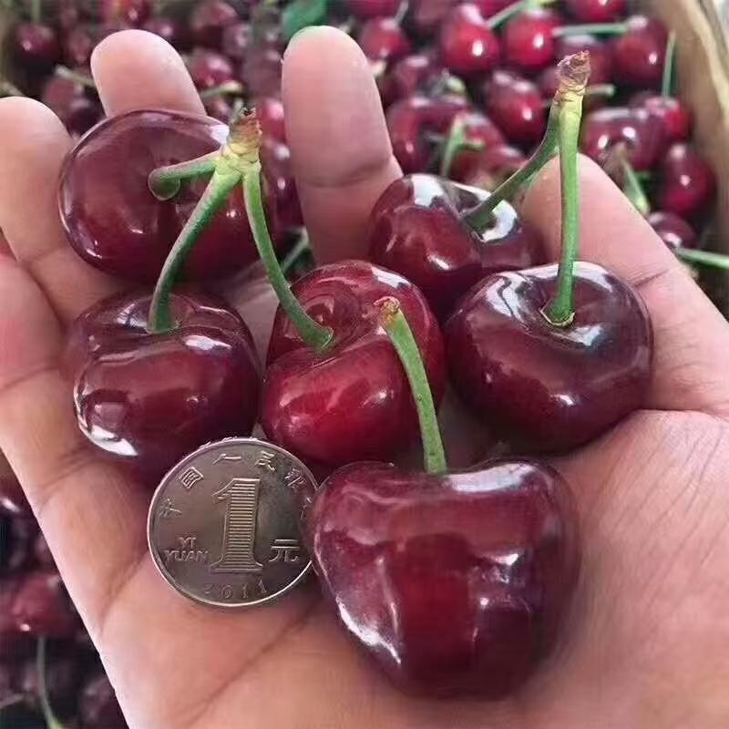 樱桃，车厘子，大樱桃，大车厘子，一手货源