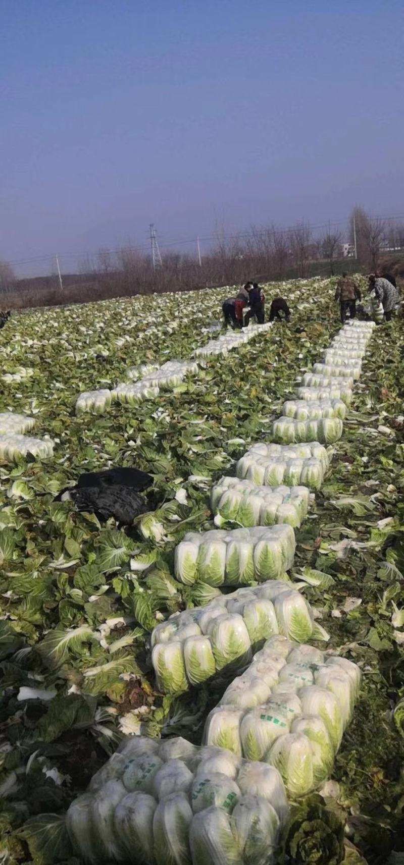 绿禾蔬菜基地矮颗黄心白菜个头3—6斤、个头匀耐运输储存