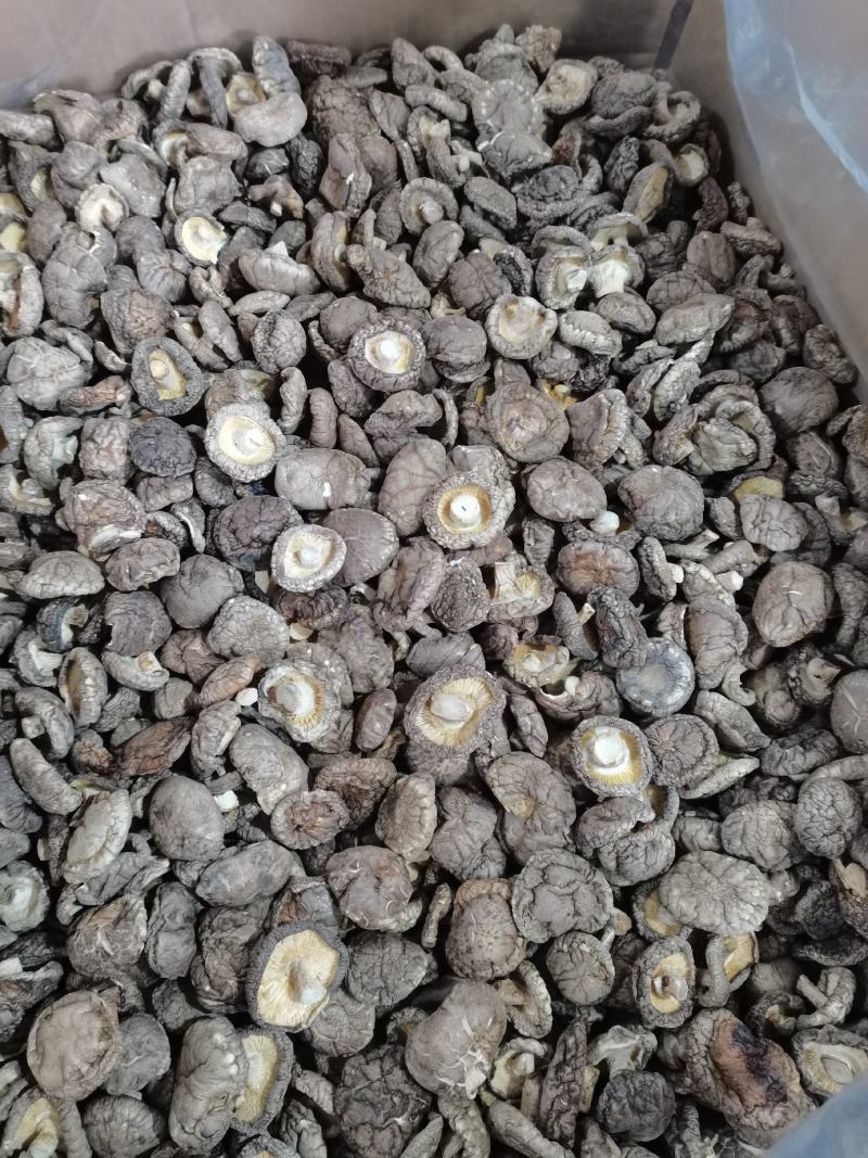 当季新货春载干香菇冬菇面菇原产地直发一手货源大量批发