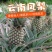 菠萝新鲜水果云南香水菠萝基地直销量大从优
