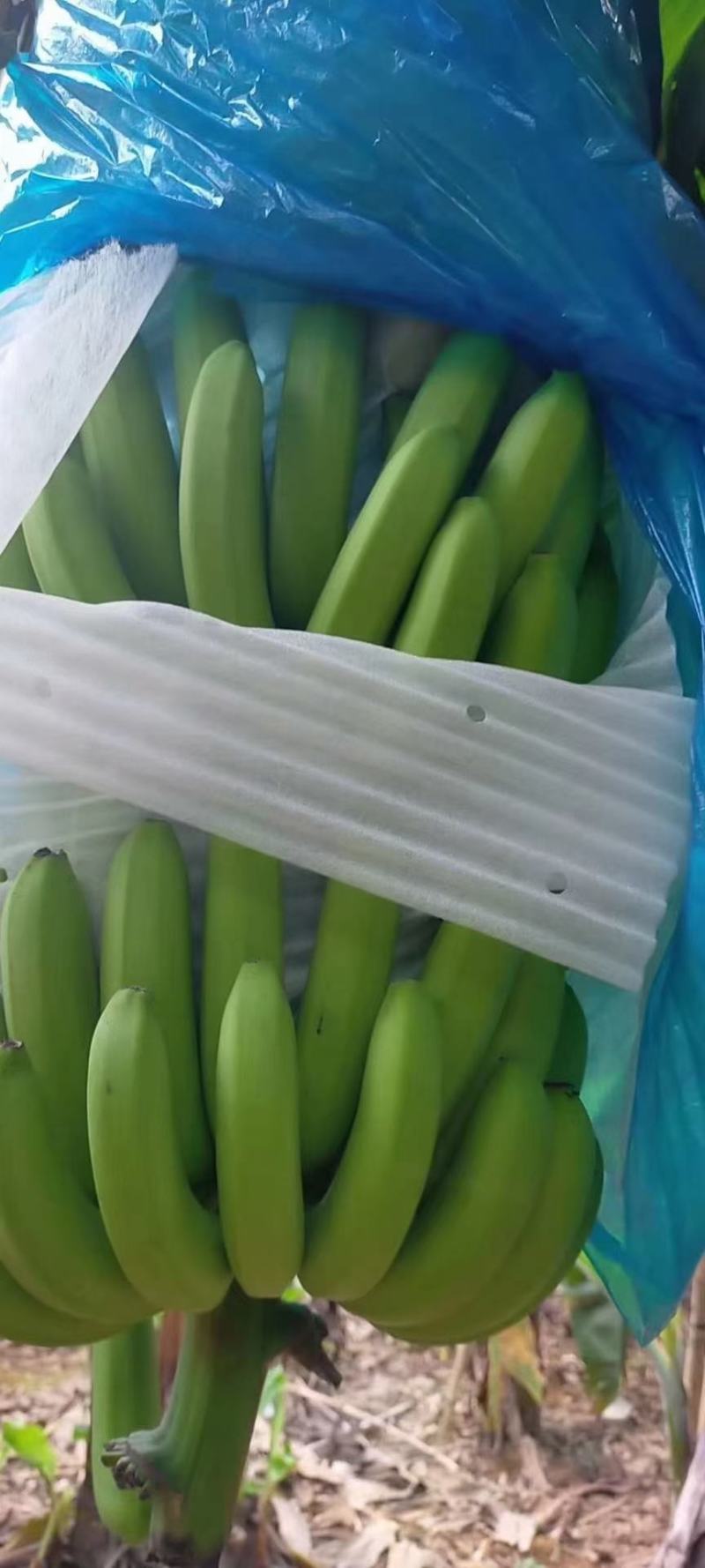 金平猛桥香蕉大量上市看上的联系