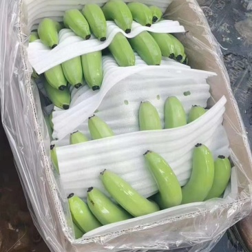 金平猛桥香蕉大量上市看上的联系