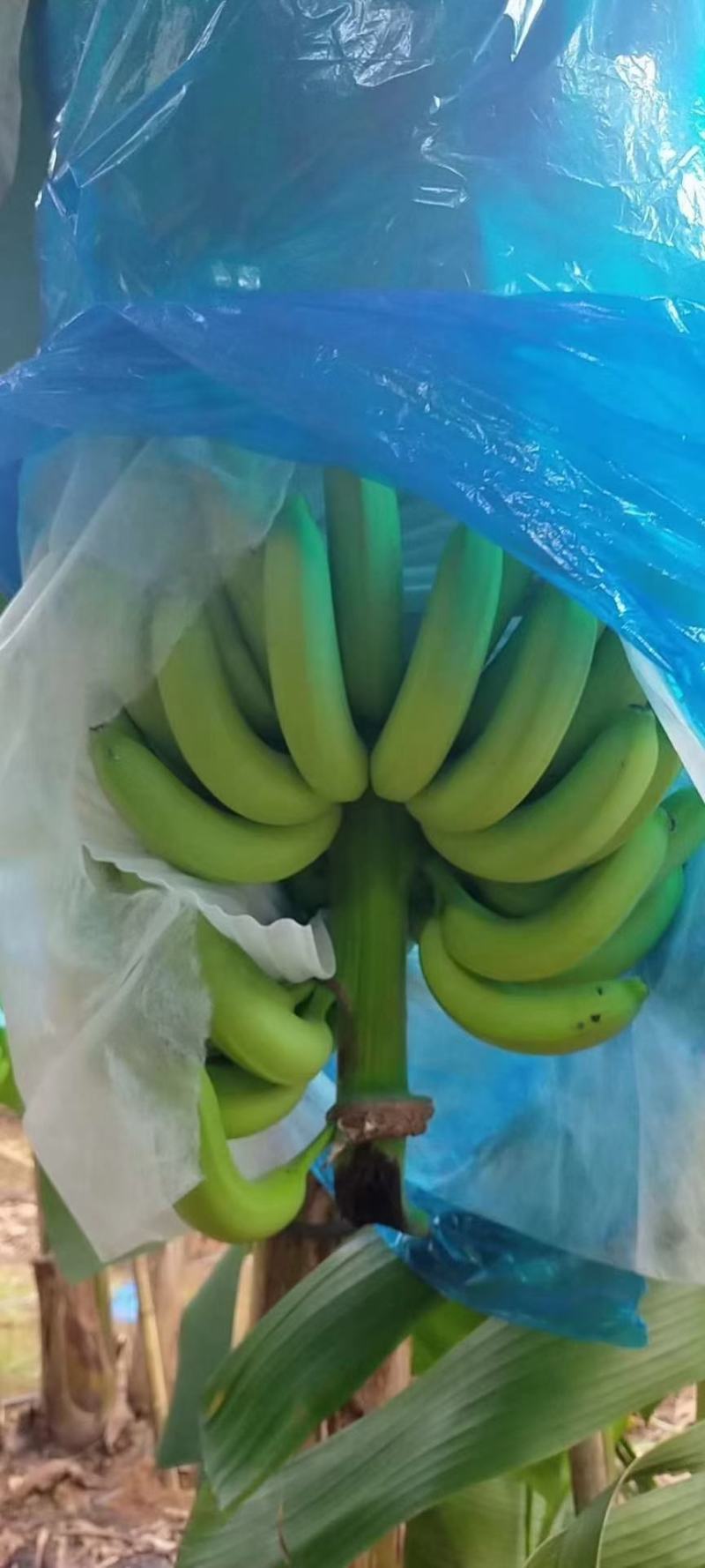 金平猛桥香蕉大量上市看上的联系