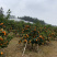 自家桂花基地处理一批量