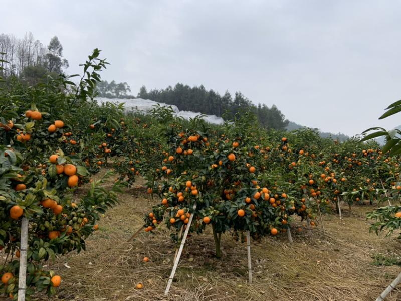 自家桂花基地处理一批量