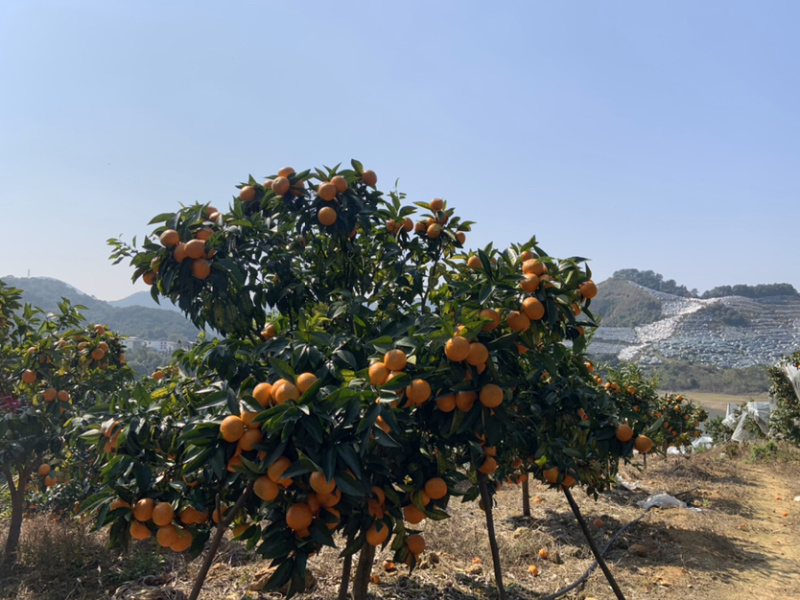 自家桂花基地处理一批量