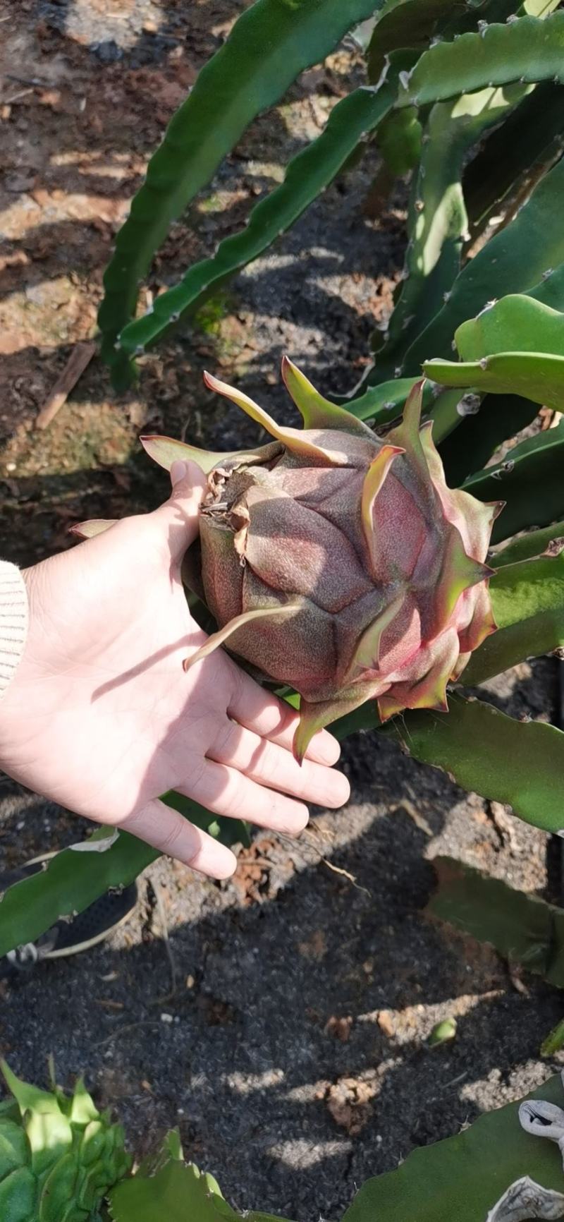 红心一级火龙果精品【金都一号】信守承诺。