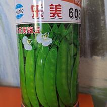 乐美608白花（软荚）荷兰豆种子图片