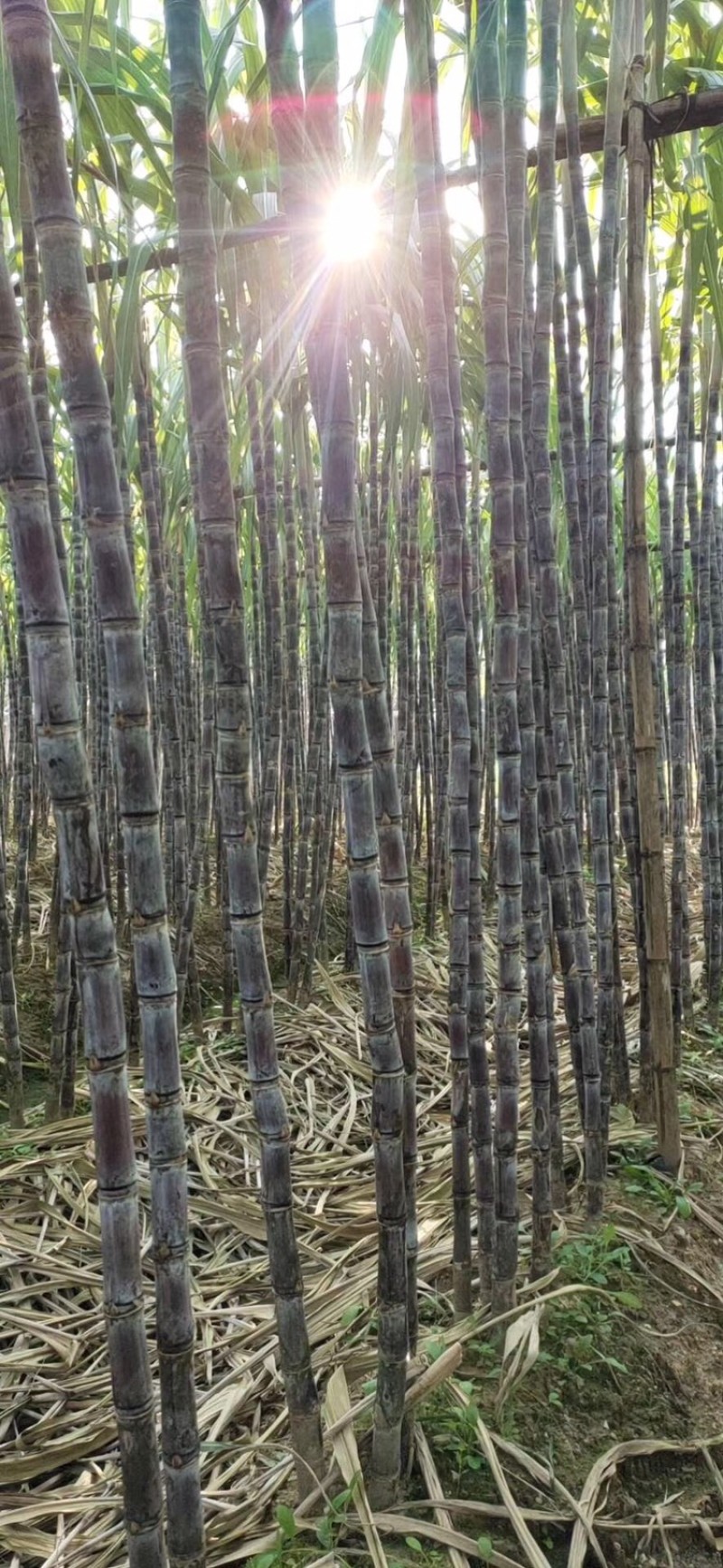 广东特色黑皮柑蔗批发代理
