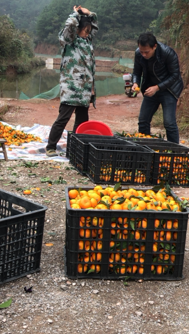 南丰蜜桔无籽口感甜。果型好，果面干分净，颜色红