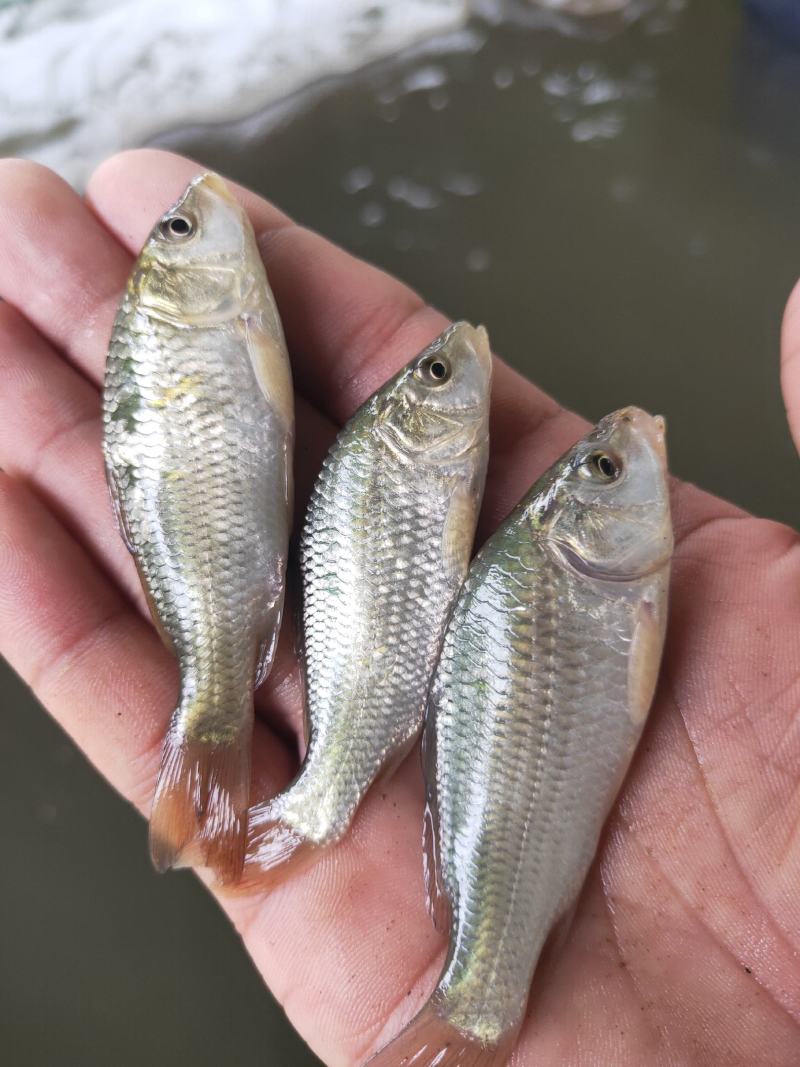 鲤鱼苗，杂交鲤鱼苗，一手货源，苗场直销，欢迎订购
