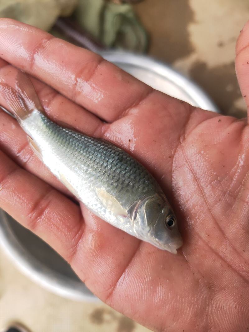 鲤鱼苗，杂交鲤鱼苗，一手货源，苗场直销，欢迎订购