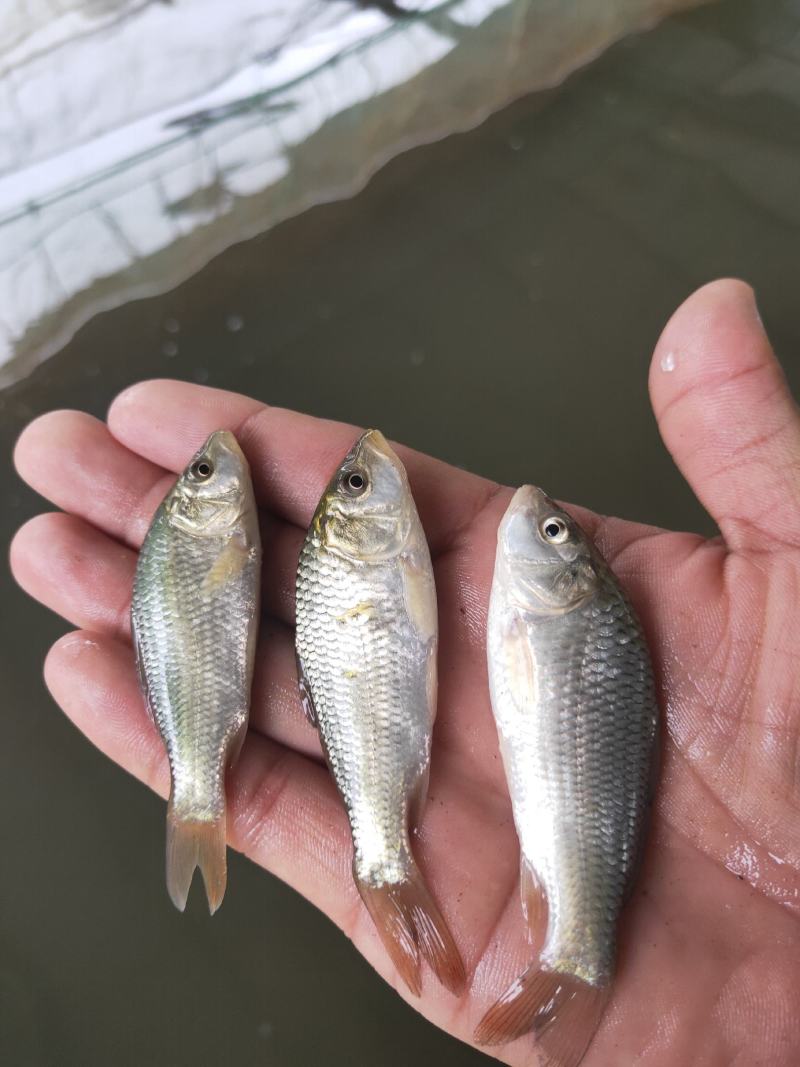 鲤鱼苗，杂交鲤鱼苗，一手货源，苗场直销，欢迎订购