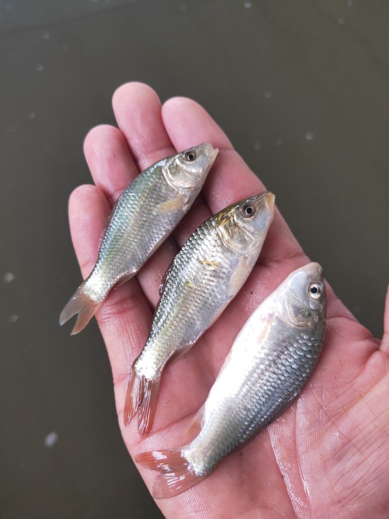 鲤鱼苗，杂交鲤鱼苗，一手货源，苗场直销，欢迎订购