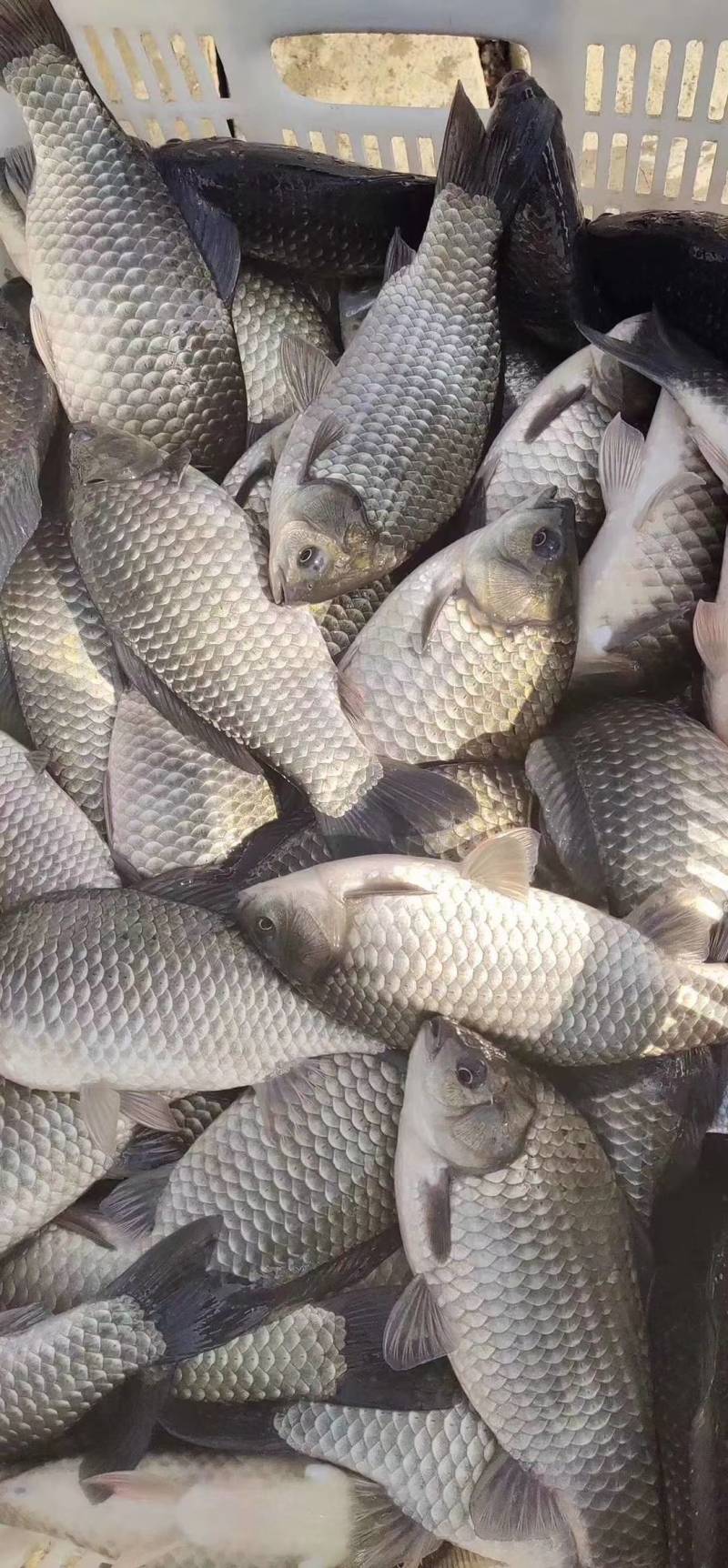 中科三号银鲫，皮毛质量好，下塘成活率高