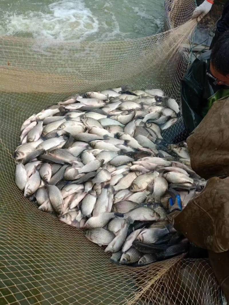中科三号银鲫，皮毛质量好，下塘成活率高