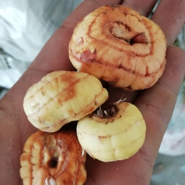 贝母鲜货，生货。四川