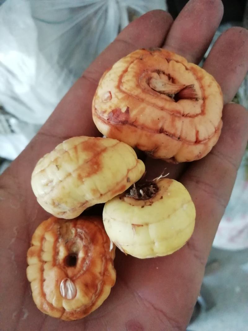 贝母鲜货，生货。四川