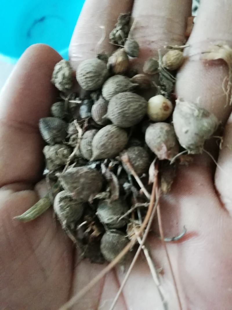 贝母鲜货，生货。四川