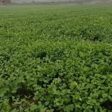基地直供铁杆青小叶香菜300亩