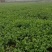 基地直供铁杆青小叶香菜300亩