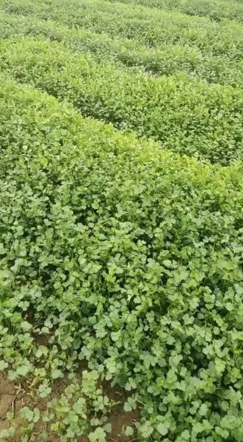 基地直供铁杆青小叶香菜300亩