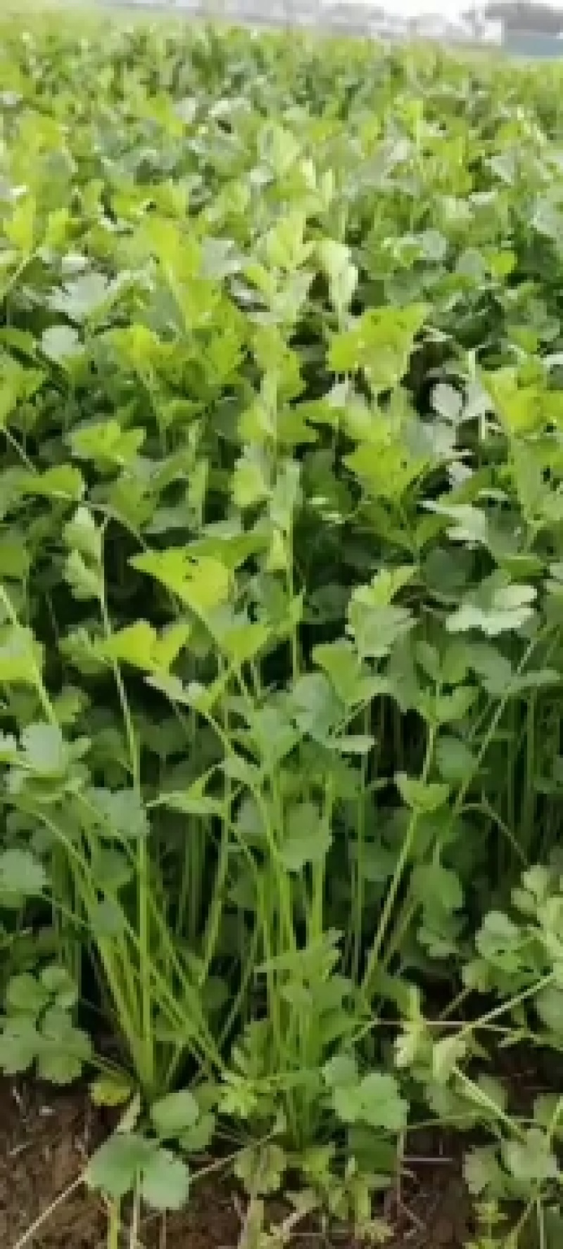 基地直供铁杆青小叶香菜300亩