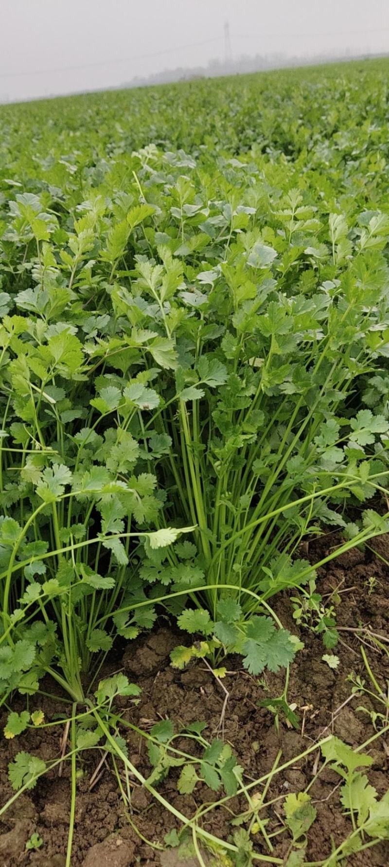 基地直供铁杆青小叶香菜300亩
