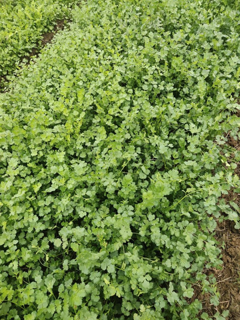 基地直供铁杆青小叶香菜300亩