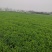 基地直供铁杆青小叶香菜300亩