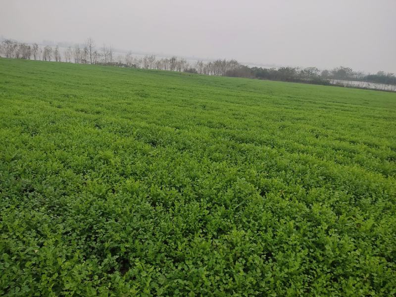 基地直供铁杆青小叶香菜300亩
