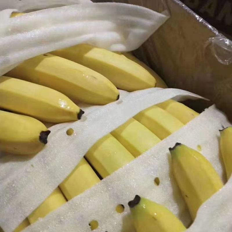 云南香蕉一件代发10斤