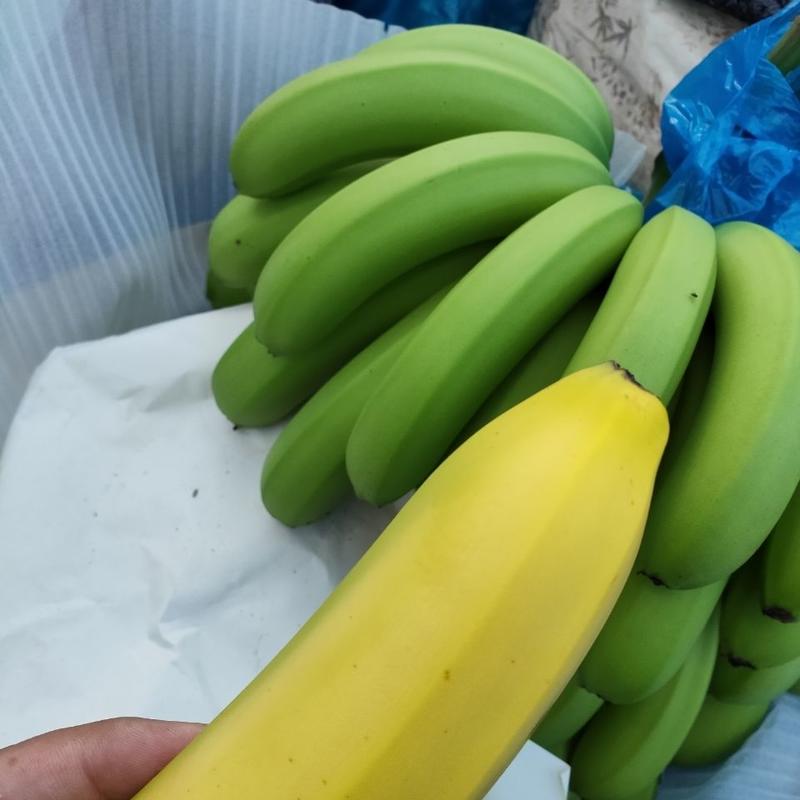 云南香蕉一件代发10斤