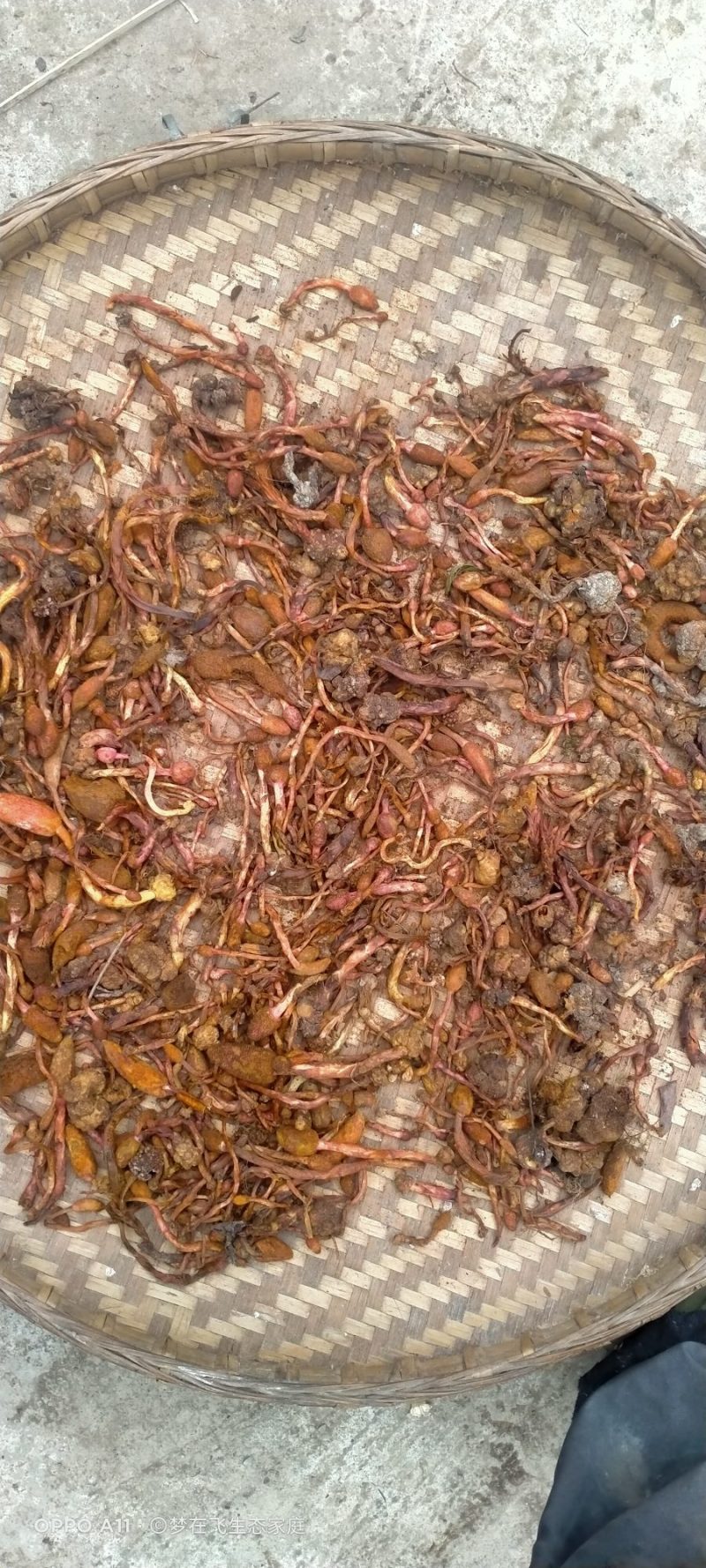 回春草，新鲜干货，无硫自然风干