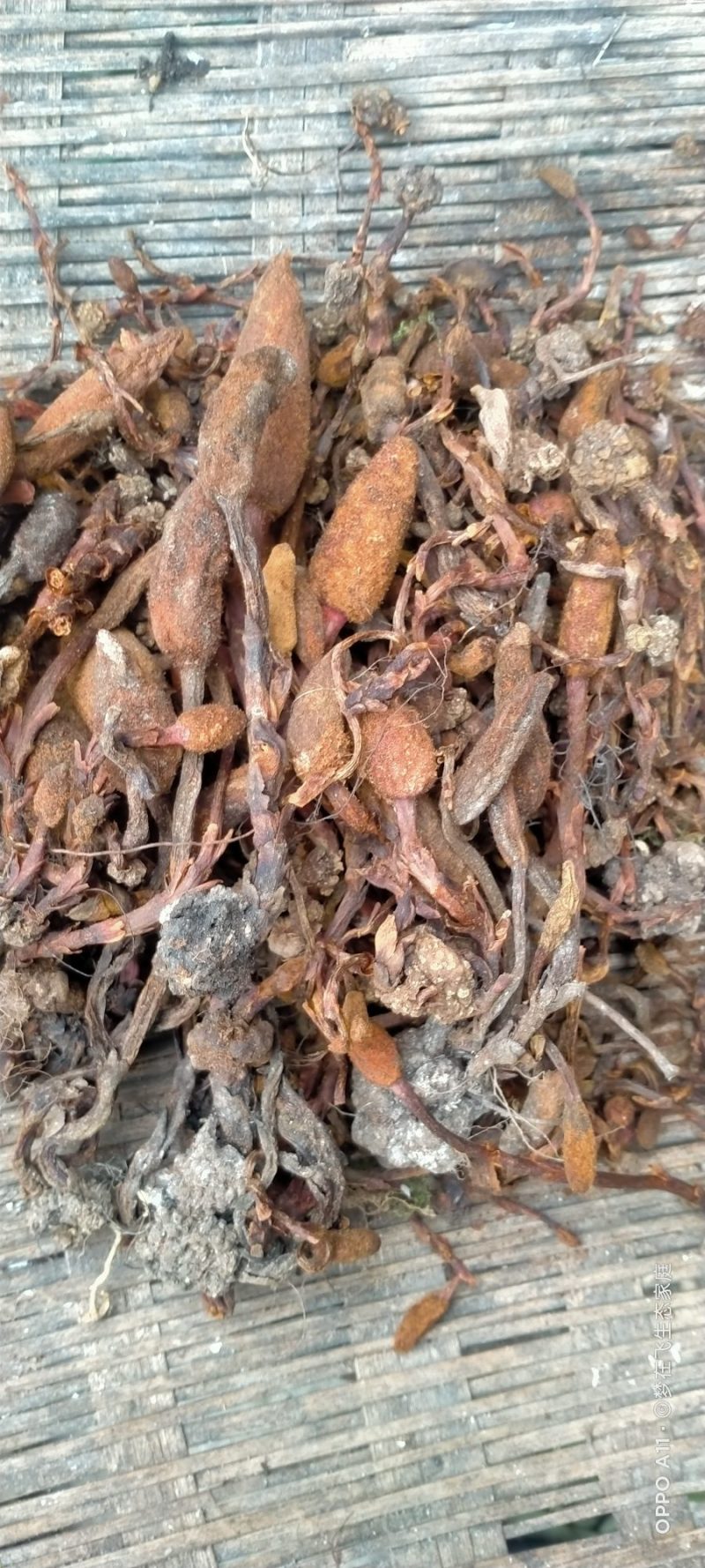 回春草，新鲜干货，无硫自然风干