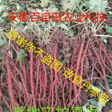丹参苗，改良丹参（死苗包赔)品种纯正大红袍品种（包回收）