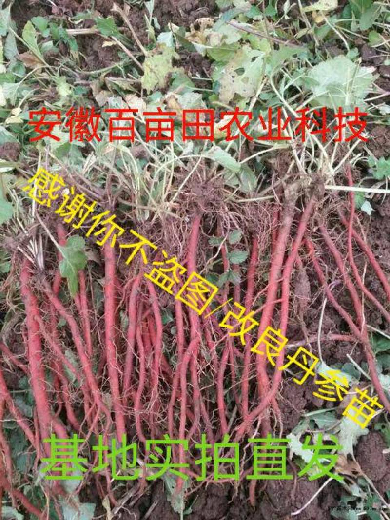 丹参苗，改良丹参（死苗包赔)品种纯正大红袍品种（包回收）