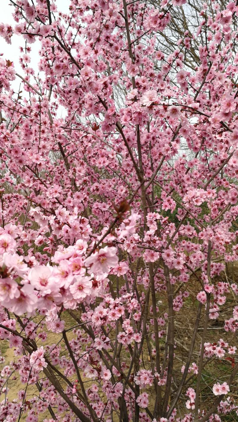 美人梅，花梅，河南鄢陵货源一手货源无中介。