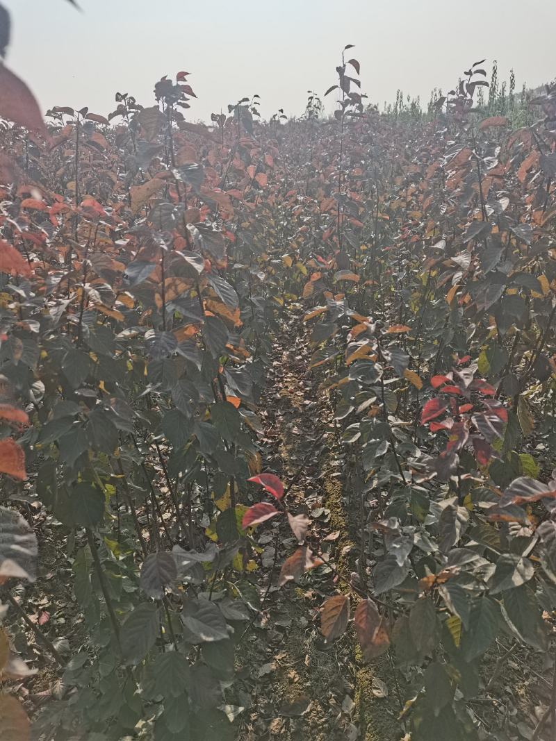 美人梅，花梅，河南鄢陵货源一手货源无中介。