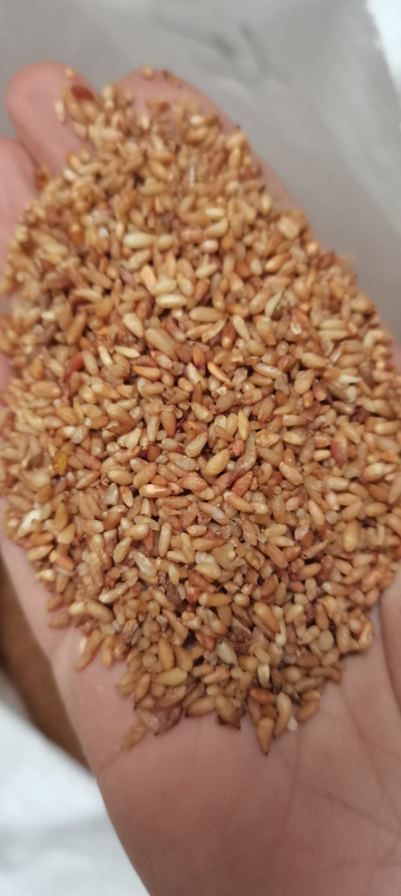 柏子仁柏仁纯仁无硫无杂山东货颗粒饱含量高大货批发