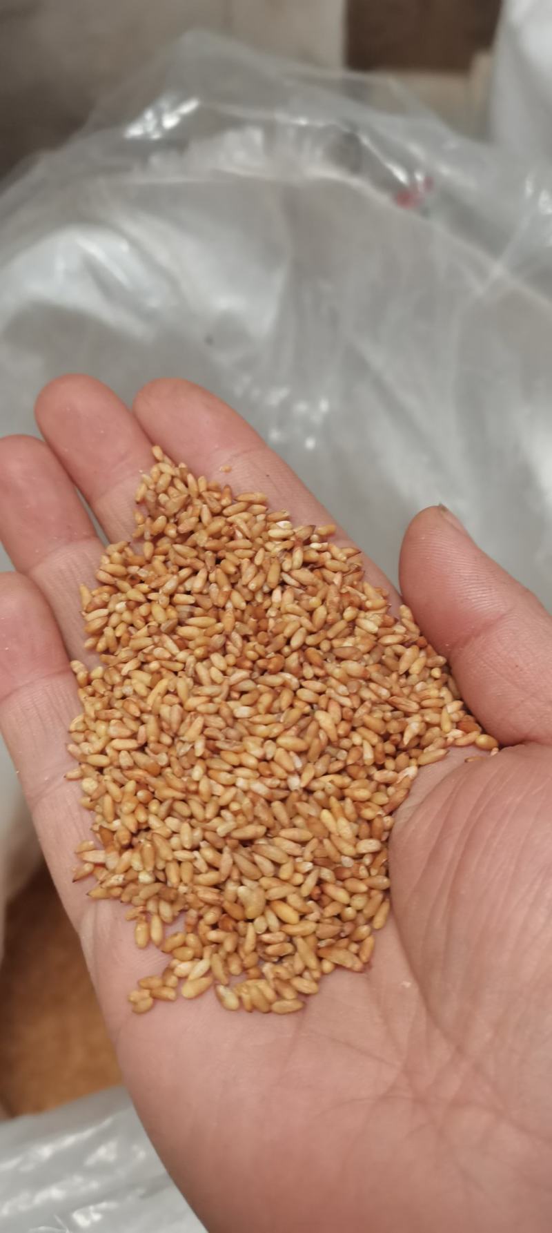 柏子仁柏仁纯仁无硫无杂山东货颗粒饱含量高大货批发