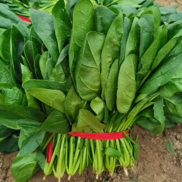 河南精品圆叶菠菜红根黑叶货源充足价格美丽手慢无