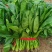 河南精品圆叶菠菜红根黑叶货源充足价格美丽手慢无
