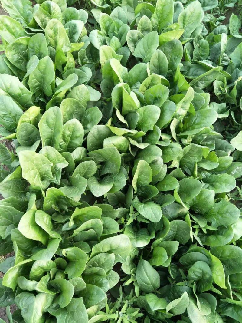 河南精品圆叶菠菜红根黑叶货源充足价格美丽手慢无