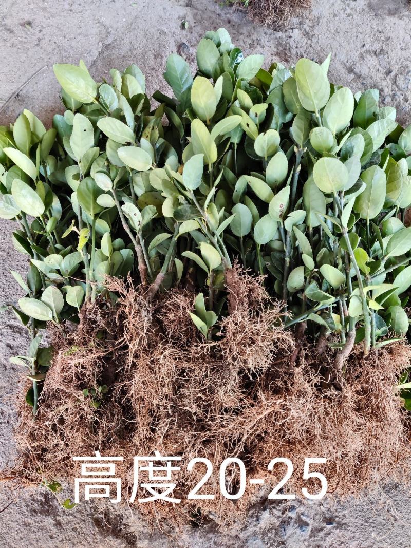 北海道围墙篱笆植物大叶北海道黄杨苗四季常青耐寒庭院绿篱