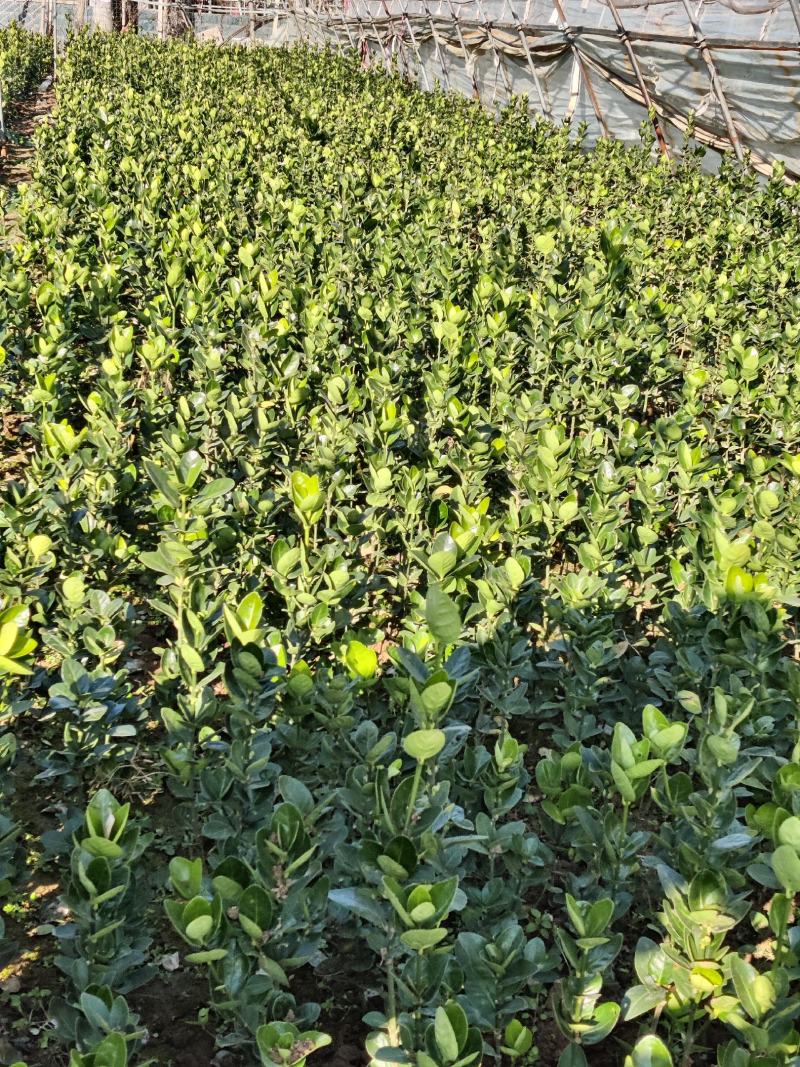 北海道围墙篱笆植物大叶北海道黄杨苗四季常青耐寒庭院绿篱