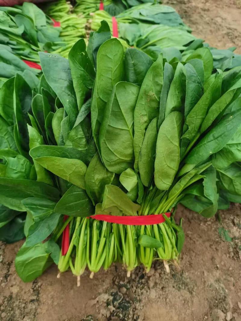 河南精品圆叶菠菜红根黑叶货源充足价格美丽手慢无