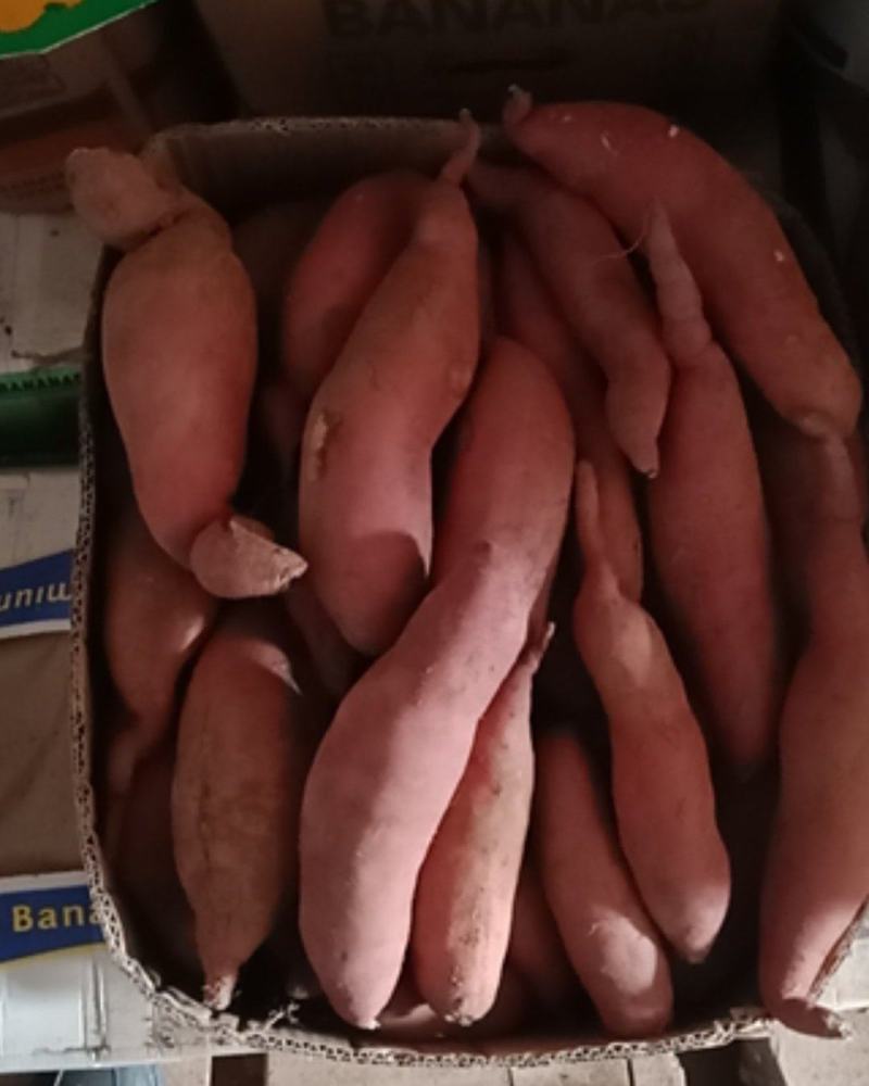 秦薯5号板栗红薯，西瓜红，需要的老板欢迎来电咨询