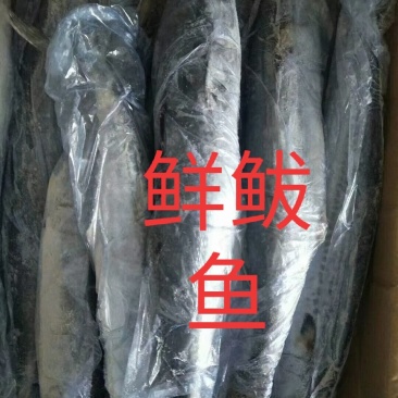 新鲜的各种咸鱼冻鱼超新鲜